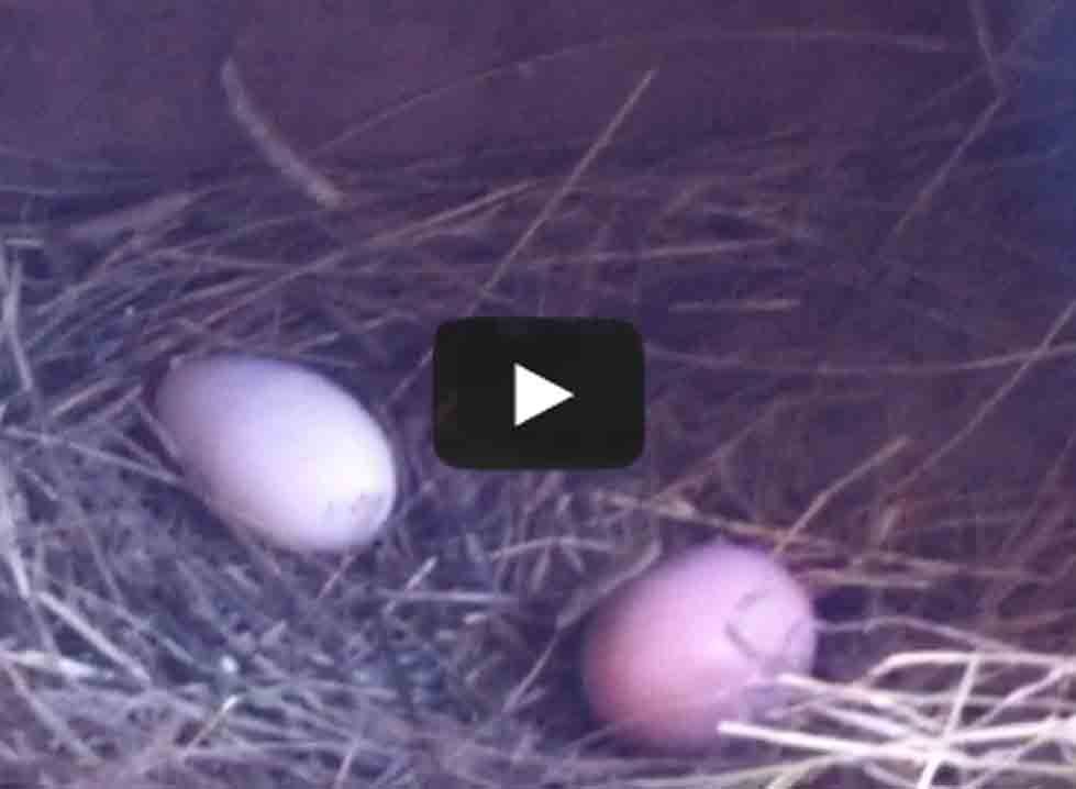 mary ellen takes the eggs excerpt